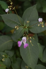 Impatiens balfourii