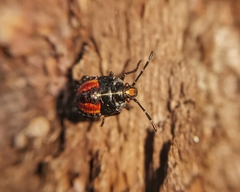 Sinopla perpunctatus