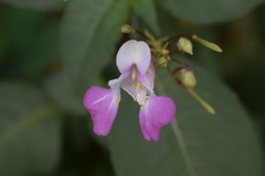 Impatiens balfourii