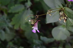 Impatiens balfourii