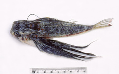 Dactyloptena orientalis