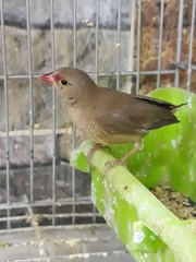Lagonosticta senegala