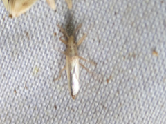 Stenophyella macreta