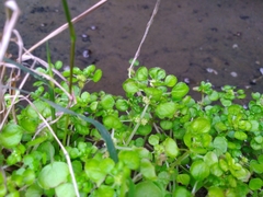 Pilea peploides major