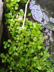 Pilea peploides major