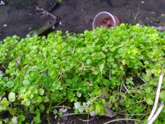 Pilea peploides major