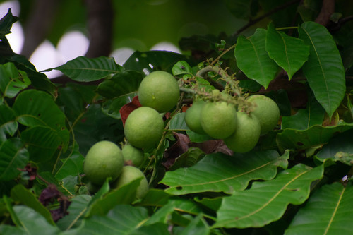 Pometia pinnata