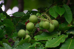 Pometia pinnata