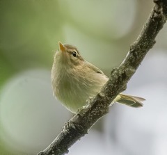 Phylloscopus umbrovirens