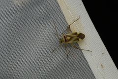 Adelphocoris fasciaticollis