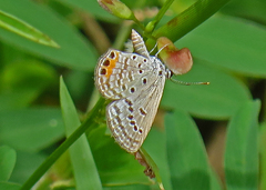 Freyeria trochylus