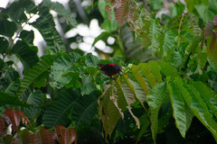 Myzomela chermesina