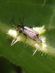 Cyrtomoptera divisa