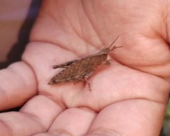 Tropidostethus angusticollis