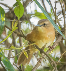 Bradypterus cinnamomeus