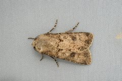 Agrotis clavis