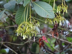 Palicourea lineariflora