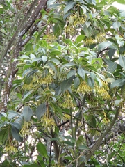 Palicourea lineariflora
