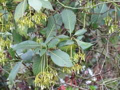 Palicourea lineariflora