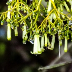 Palicourea lineariflora