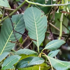 Palicourea lineariflora