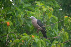 Ducula pacifica
