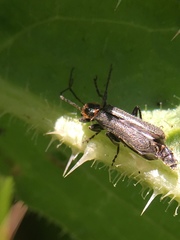 Cyrtomoptera divisa