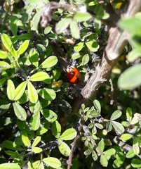 Harmonia axyridis