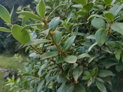 Archidasyphyllum diacanthoides