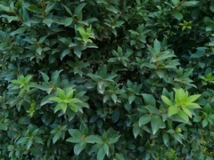 Archidasyphyllum diacanthoides