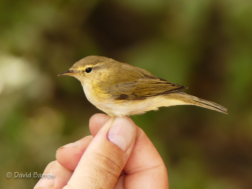 Iberian Chiffchaff