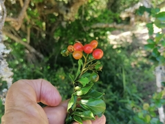 Ehretia rigida rigida