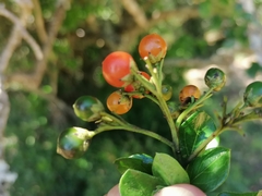 Ehretia rigida rigida