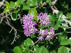 Ehretia rigida rigida
