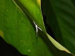 Pterophorus lacteipennis