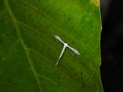 Pterophorus lacteipennis