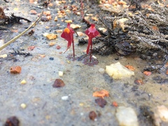 Utricularia menziesii