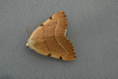 Astegania honesta