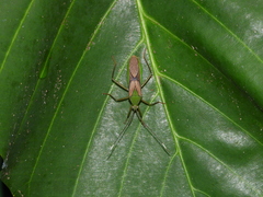 Anacanthocoris