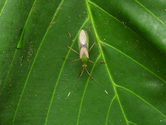Anacanthocoris