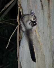 Petaurus australis