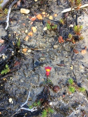 Utricularia menziesii