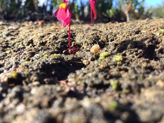Utricularia menziesii
