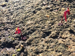 Utricularia menziesii