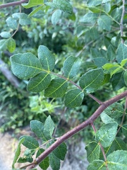 Commiphora angolensis