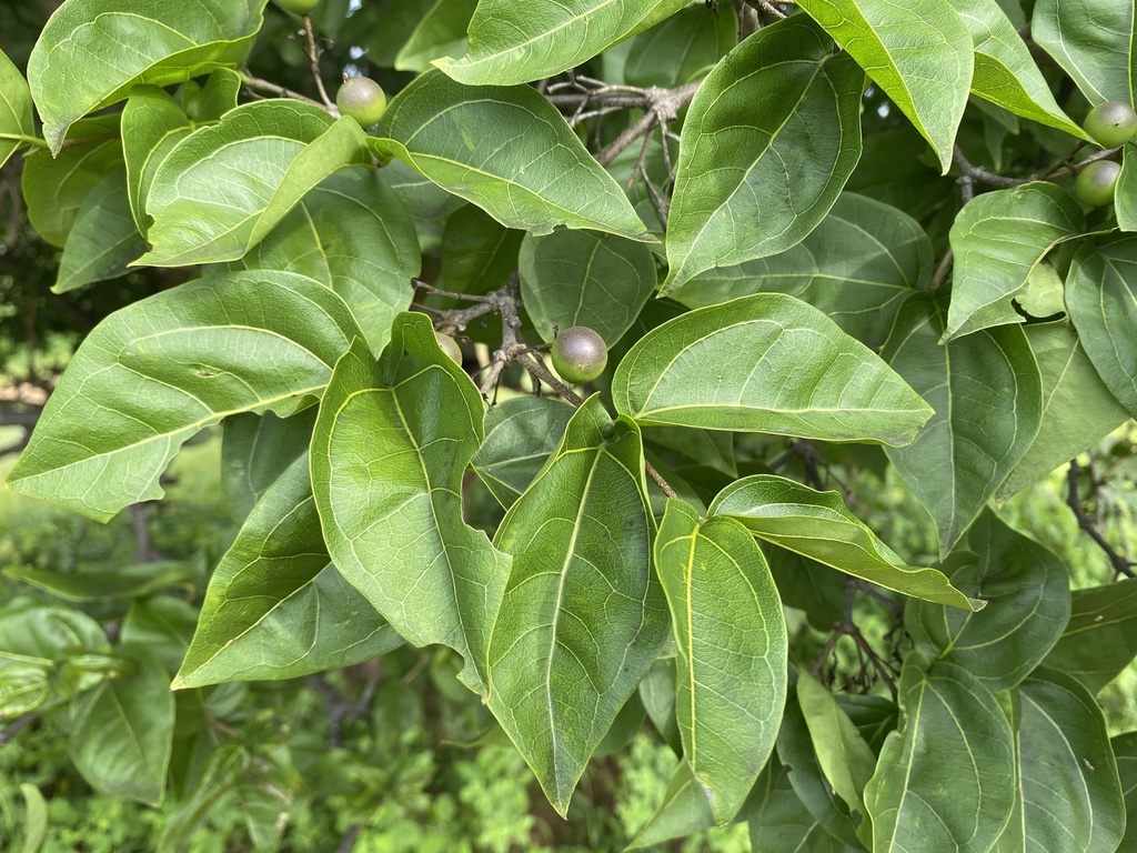 black bitterberry