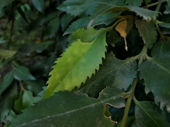 Laureliopsis philippiana