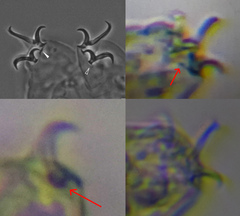 Hypsibius dujardini