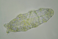 Hypsibius dujardini
