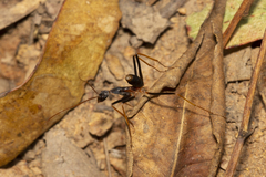 Leptomyrmex rothneyi